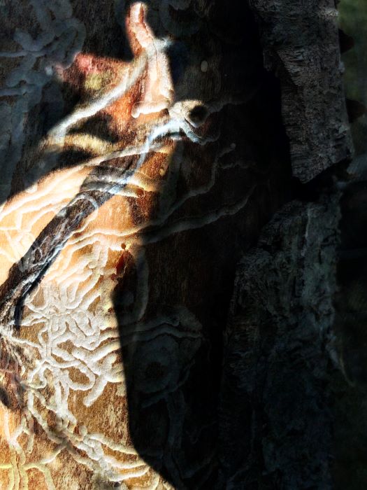 photo of  a distorted arm with scars of an overlayed photo of tree bark